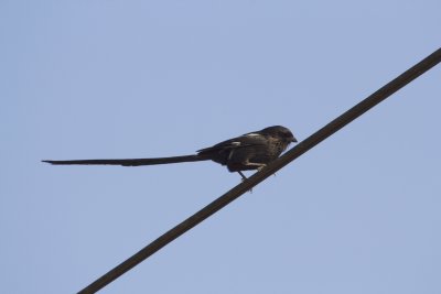 Shrikes, Starlings and Sunbirds