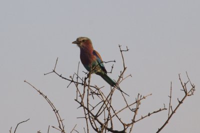 Lilac-breasted Roller