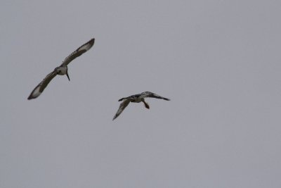 Pied Kingfishers, courtship sequence 1