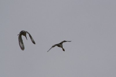 Pied Kingfishers, courtship sequence 2