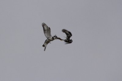 Pied Kingfishers, courtship sequence 4