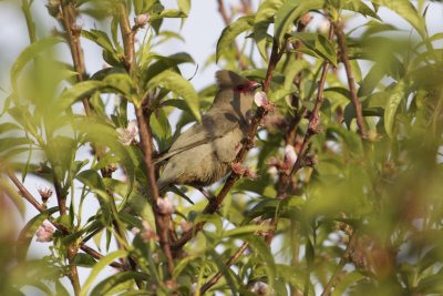 Red-faced Mousebird
