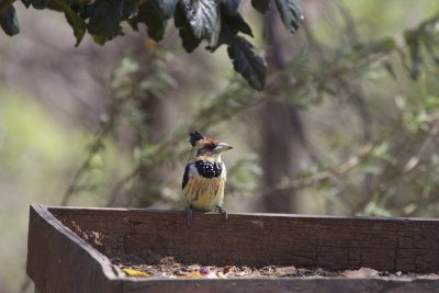 Woodpeckers, Barbets and Bulbuls