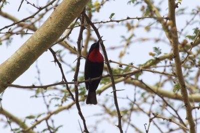 Scarlet-chested Sunbird