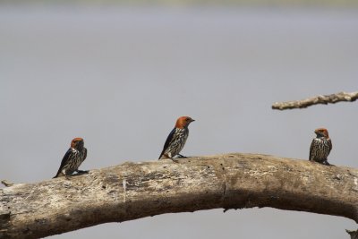 Lesser Striped Swallows