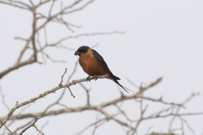 Red-breasted Swallow