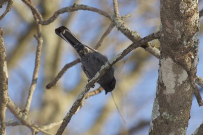 Southern Black Tit