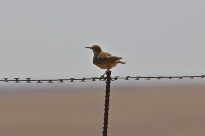 Spike-heeled Lark