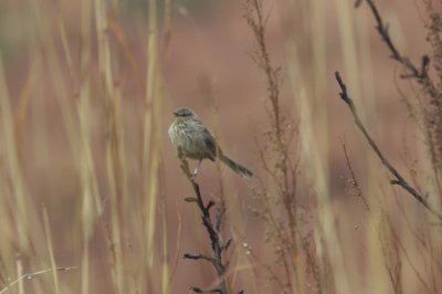 Drakensberg Prinia