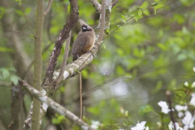 Speckled Mousebird