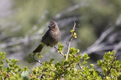 Cape Bulbul