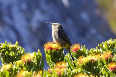 Cape Sugarbird, Rooi Els, SA