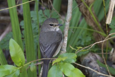 African Dusky Flycatcher