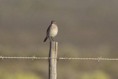 Thrushes, Rockjumpers and Hoopoes