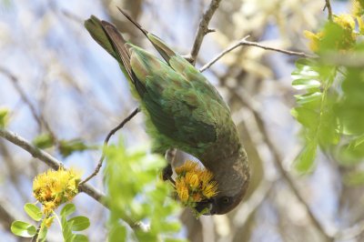 Brown-headed Parrot, Satara Camp, Kruger National Park