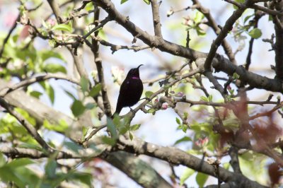 Shrikes, Starlings and Sunbirds