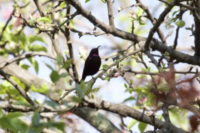 Amethyst Sunbird