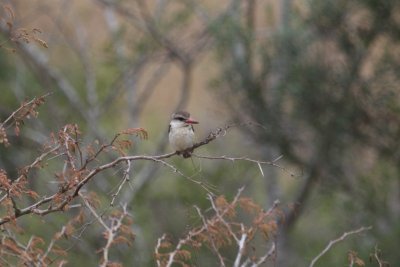 Brown-hooded Kingfisher