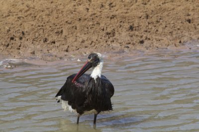 Waterfowls, Herons, Gulls, Etc