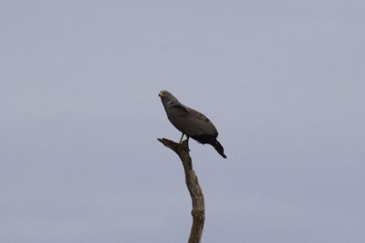 Birds of Prey