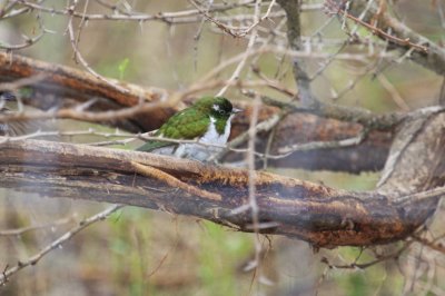 Parrots, Turacos and Cuckoos