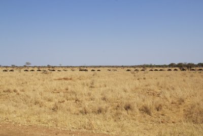 Wildebeest and Zebra, Kruger National Park