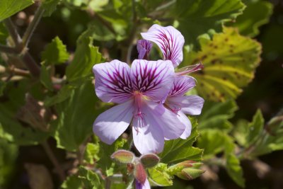 Geranium-type
