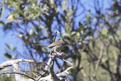 Swallows, Cisticolas, Warblers, etc