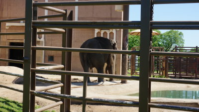 Elephant 5112015.JPG