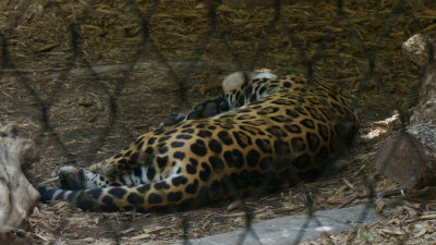 sleepin cat 5112015.JPG