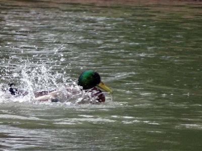 Photos taken at LaFortune Park Tulsa (Misfortune park)