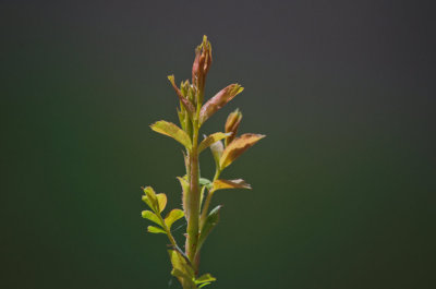 New growth on rose bush