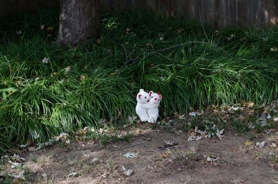 F8 1/50 back yard bears 