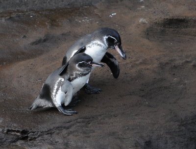 Wildlife