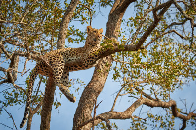 Leopard Londolozi South Africa
