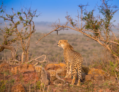 Cheetah Family South Africa