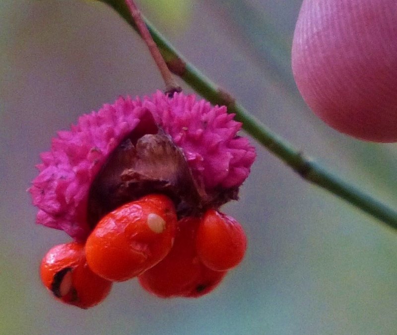 P1020856.JPG