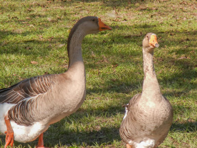 DSCN2811.jpg