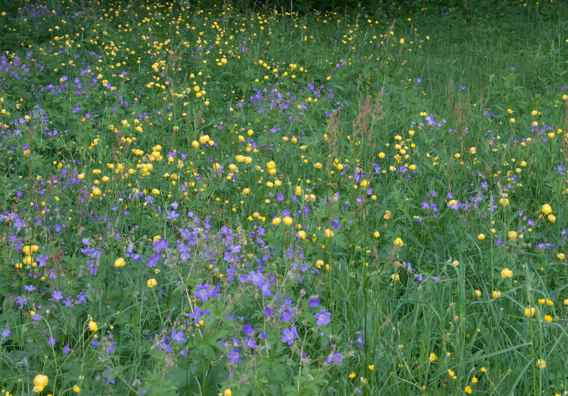 Globeflowers and Wood Cranesbill 