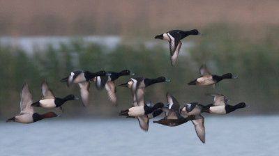 Tufted Duck-Troldand- Aythya fuligula and one Pochard