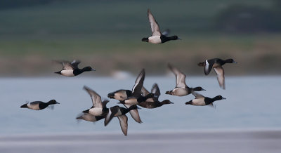 Tufted Duck -Troldand - Aythya fuligula