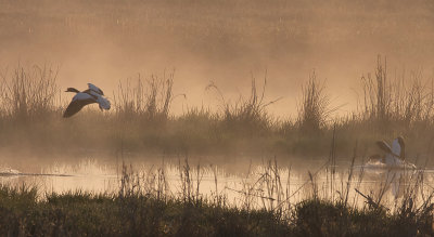 Common Shelduck - Gravand - Tadorna tadorna