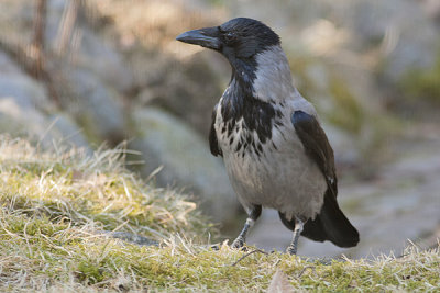 Hooded Crow - Gråkrage - Corvus cornix