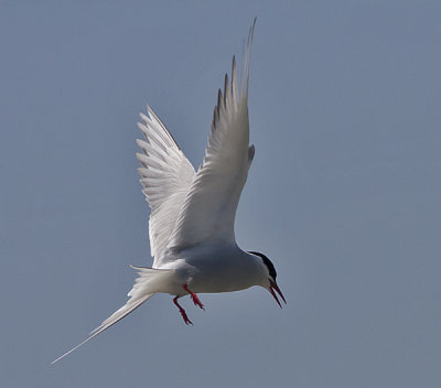 Arctic Tern - Havterne - Sterna paradisaea