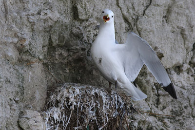 Kittiwake - Ride - Rissa tridactyla