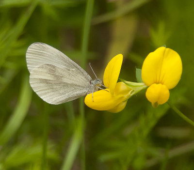 Wood With - Skovhvidvinge - Leptides sinapis