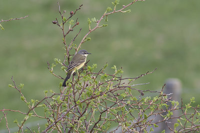 Yellow Wagtail - Gul Vipstjert - Motacilla flava