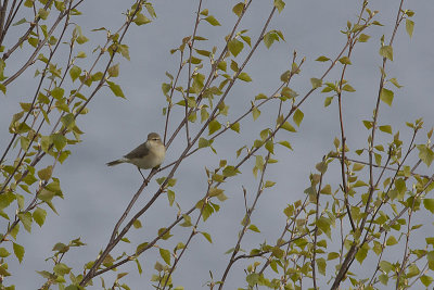 Willow Warbler - Løvsanger - Phylloscopus trochilus