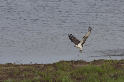 Osprey - Fiskeørn - Pandion haliatus
