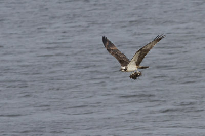 Osprey - Fiskeørn - Pandion haliatus